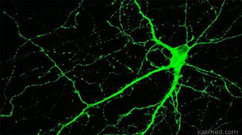 Искусственный нейрон работает