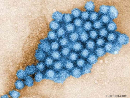 Вирус кишечного гриппа