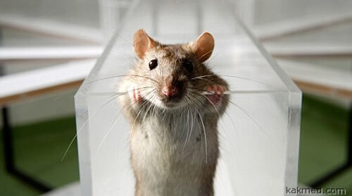 Заинтересованная крыса