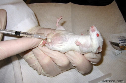 Наночастицы испытали на мышах