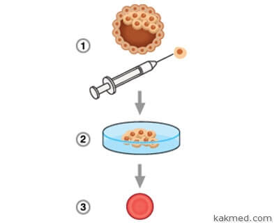 Производство крови из эмбриональных клеток