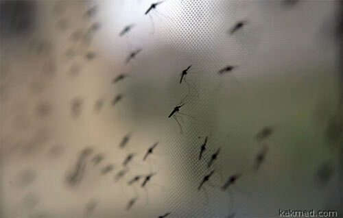 Атака малярийных комаров