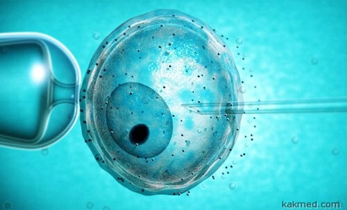 Ремонт ДНК эмбриона