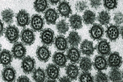 Вирусы гриппа А