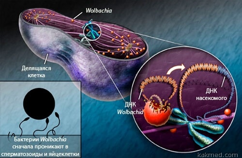 wolbachia