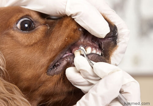 Эксперимент на собачьих зубах