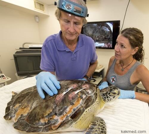 Стоматолог вылечил морскую черепаху