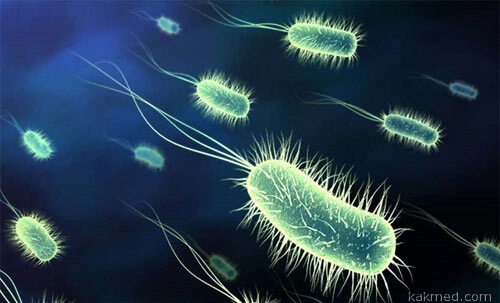 Бактерия спешит на помощь