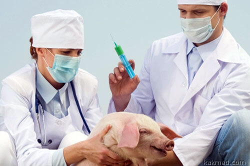 Медицинское свиноводство на марше