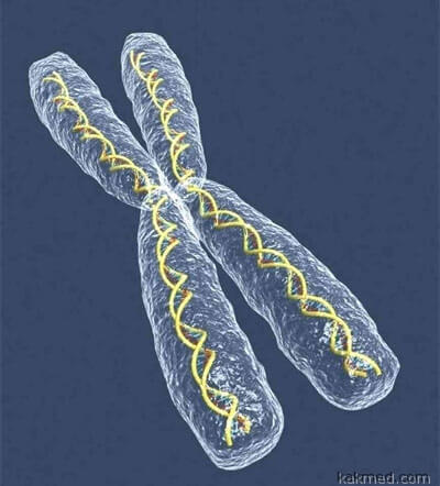 Икс-хромосома