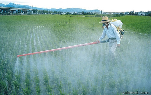 Лекарство от отравления пестицидами