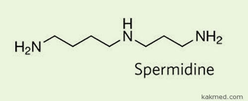 Спермидин формула