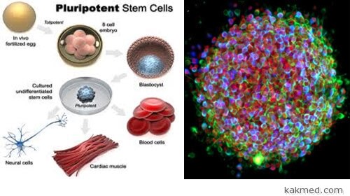 Плюрипотентные стволовые клетки