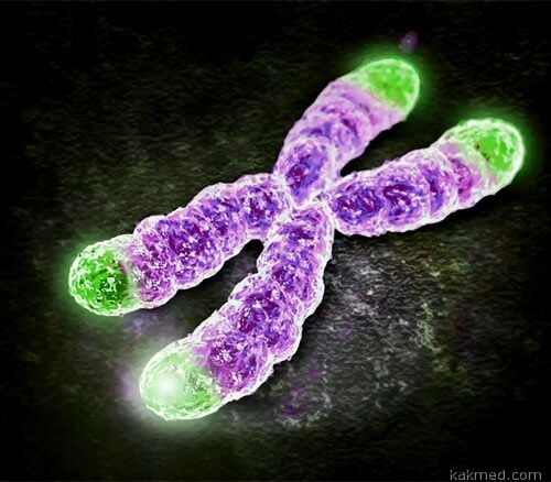 Теломеры ДНК человека