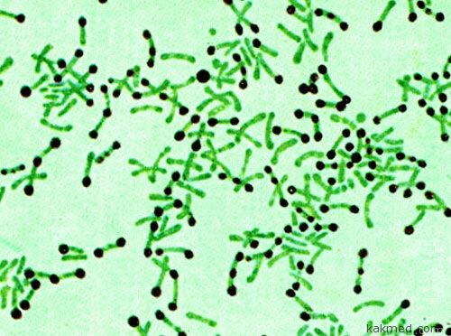 Бактерии дифтерии 
