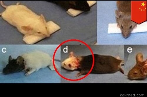04-mouse-head-transplant