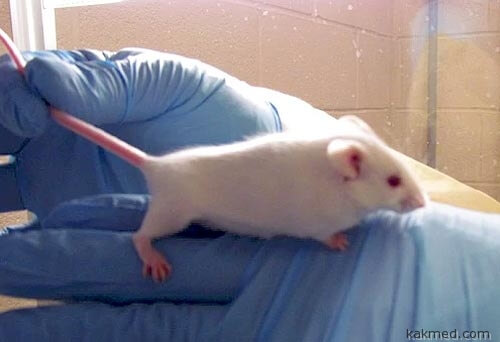 02-mouse-lung-cancer