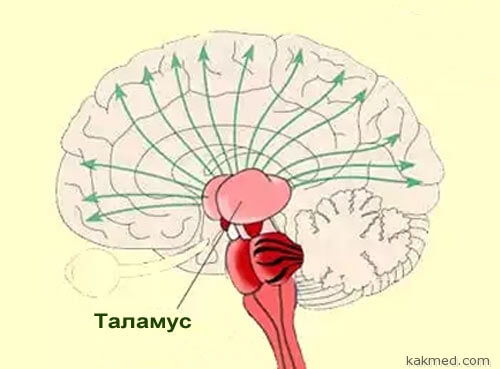 02-thalamus-and-cortex