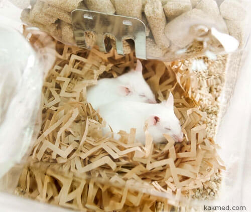 03-mice-nesting