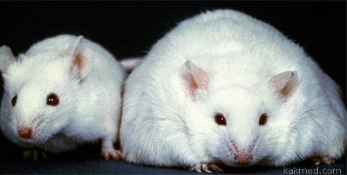 slim-and-obese-mouse