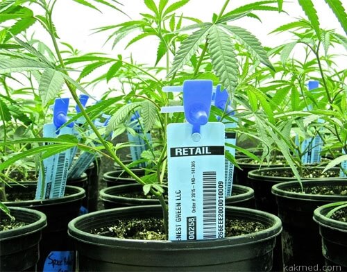 02-legal-pot-plants