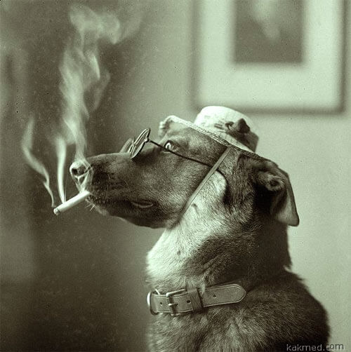 03-smoking-dog