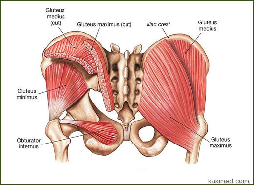 мускулатура задницы