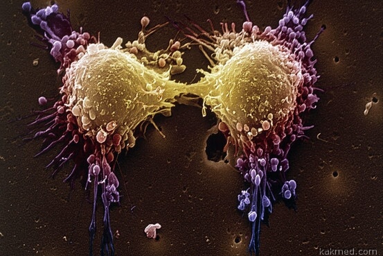 деление раковых клеток