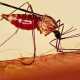 Комары разоружаются: ГМО убивает малярийных микробов