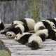Панда спасет мир: в крови редкого животного обнаружен очень мощный антибиотик