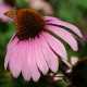 Чем полезна Эхинацея?