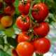 Почему полезны и незаменимы помидоры?