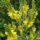 Лечебные свойства донника желтого
