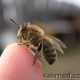Какое влияние оказывает пчелиный яд на организм человека?