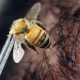 Пчелиный яд убивает ВИЧ и при этом щадит здоровые клетки