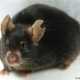 Японцы создали живую мышь из одной капли крови, взятой из хвоста