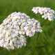 Полезные свойства тысячелистника (Achillea millefolium)