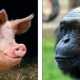 Тайна происхождения человека раскрыта: это гибрид свиньи и шимпанзе