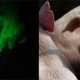 Китайские генетики к празднику создали породу лучезарных хрюшек с генами медузы