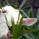 Генетически модифицированная коза из Бразилии дает молоко со свойствами лекарства