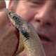 Австралийцы разработали самый быстрый тест на змеиные укусы и их яд