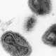 Биологическое «оружие» США: при уборке в институте найдены забытые склянки с вирусом оспы