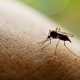 Топ-7 народных средств, защищающих от укусов комаров