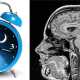 В мозге нашли нервный контур, отвечающий за цикл сна и бодрствования